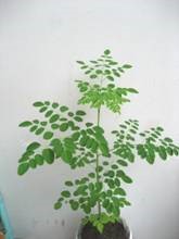 TỔNG HỢP MỘT SỐ THÔNG TIN VỀ CÂY CHÙM NGÂY (Moringa Oleifera)